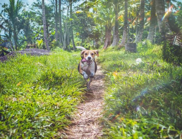 Támadnak a kullancsok! – Így vigyázzunk kedvenceinkre tavasszal!