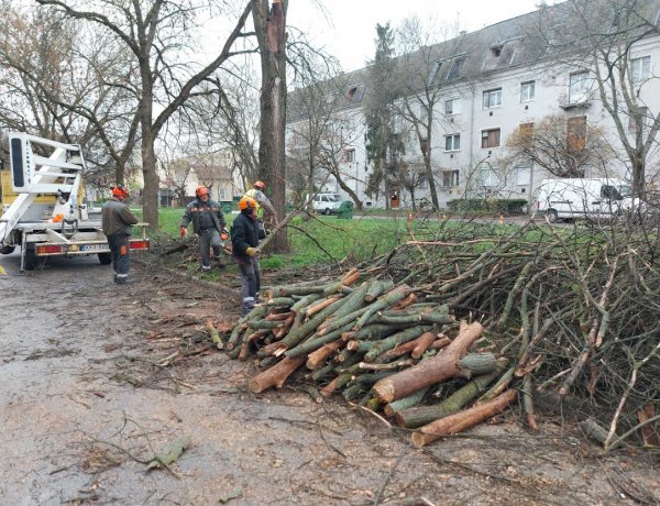 Teljes útzár mellett favágási munkálatok zajlottak csütörtökön a Toldi utcán