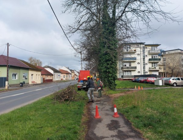 Forgalomkorlátozás mellett levágták a villamos vezetékre hajolt ágakat a Kállói úton
