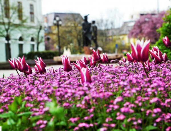Virágzó tulipánok százai várnak ránk a belvárosban Nyíregyházán!