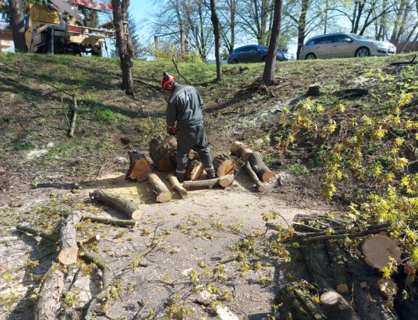 Balesetveszélyes fák kivágásához hívták a NYÍRVV szakembereit a Sóstói útra