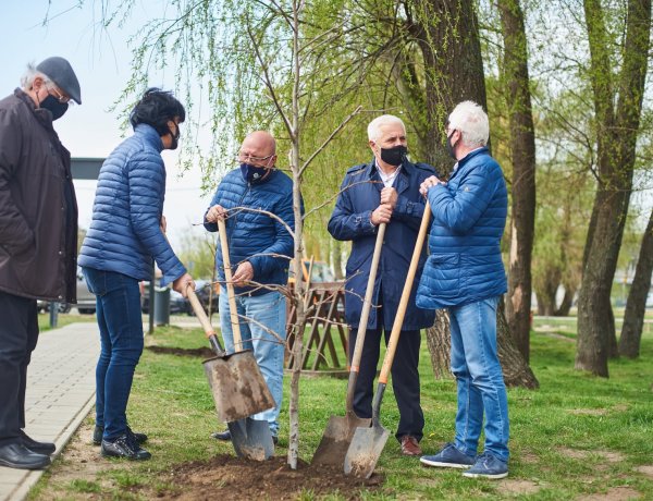Faültetés – 20 darab előnevelt amerikai ámbrafát ültettek el a Bujtosi Városligetben