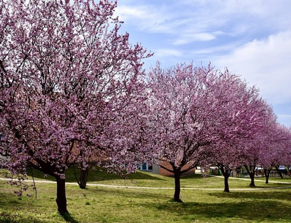 Országos Meteorológiai Szolgálat: a napsütésé lesz a főszerep a mai napon