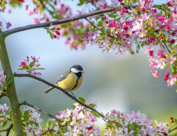 Itt a tavasz újabb hulláma - Sok lesz a napsütés, csapadék nem várható