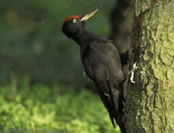 „Az erdő madarai" - online fotópályázatot hirdet a Móricz Zsigmond könyvtár gyerekeknek 