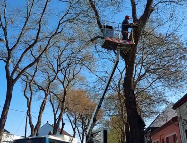 Faápolási munkálatokat végeztek a NYÍRVV szakemberei a Dózsa György utcánál