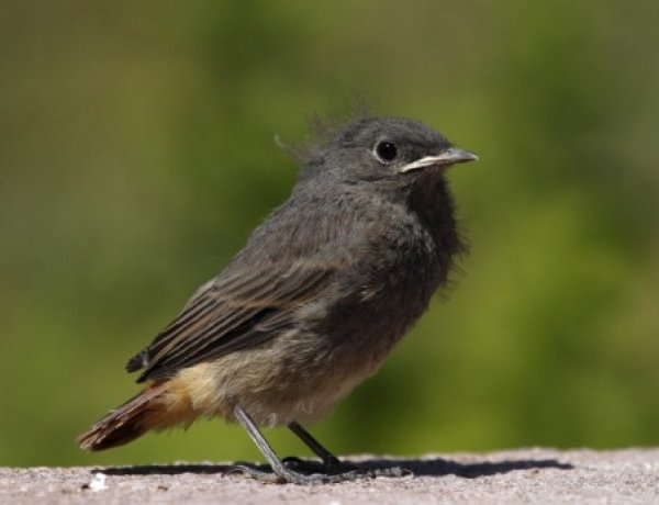 A talált madárfiókák többsége nem árva, nem szorul megmentésre, ne szedjük össze őket!