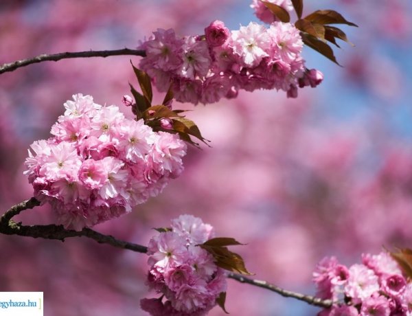 Káprázatos látványt nyújt a japán cseresznyevirágzás Nyíregyházán!