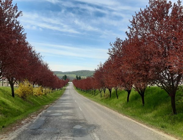 Délelőtt még sok helyen élvezhetjük a tavaszi napsütést          