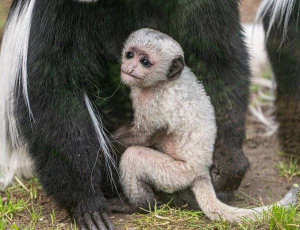 Nyíregyházi Állatpark – Zászlósfarkú gereza kölyök született                  