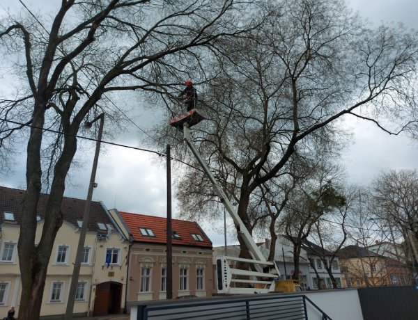 Favágási, faápolási munkálatokat végeztek a NYÍRVV szakemberei a Dózsa György utcán