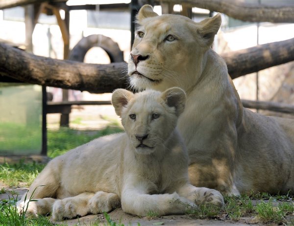 Kinyitott a Nyíregyházi Állatpark – Védettségi igazolvánnyal újra látogatható a park