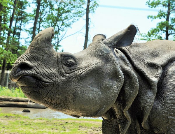 A Nyíregyházi Állatpark szerepe a fajmegőrzésben - online előadás