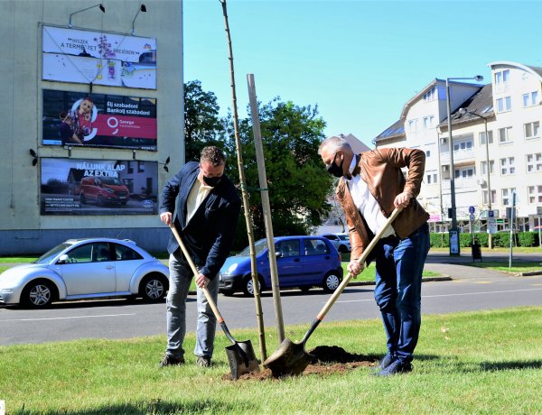 Ismét fákat ültettek Nyíregyházán – Öt korai juharral gazdagodott a város zöldfelülete