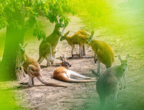 Egy csokornyi bébi – Kopogtatott a gólya a Nyíregyházi Állatparkban