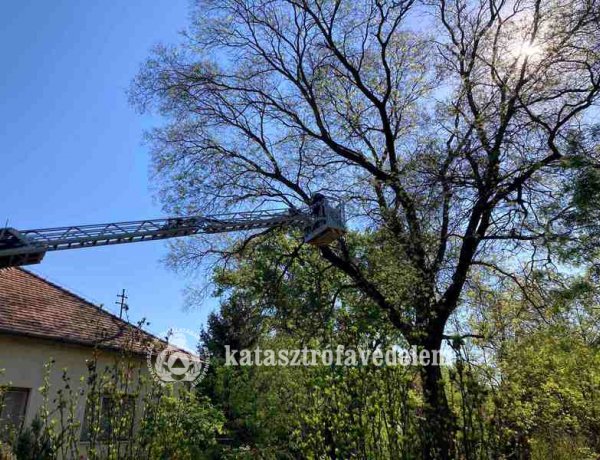 Megdőlt, veszélyt jelentő fát távolítottak el a tűzoltók a  nyíregyházi Bojtár utcából