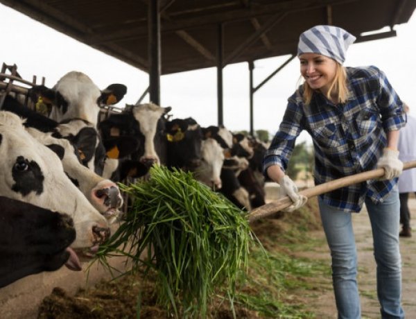 Uniós pályázat indul mezőgazdasági vállalkozásoknak                    