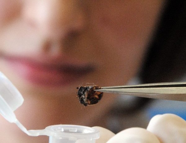 Nemcsak nyáron van kullancsszezon, hanem egész évben                     