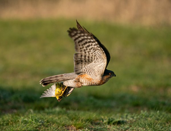 Az év természetfotósa 2020 - kiállítás a Váci Mihály Kulturális Központban