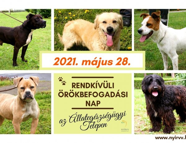 Rendkívüli Örökbefogadási Nap lesz Nyíregyházán május 28-án, az Állategészségügyi Telepen