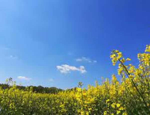 Országos Meteorológiai Szolgálat: végre ízelítőt kaphatunk a nyárból