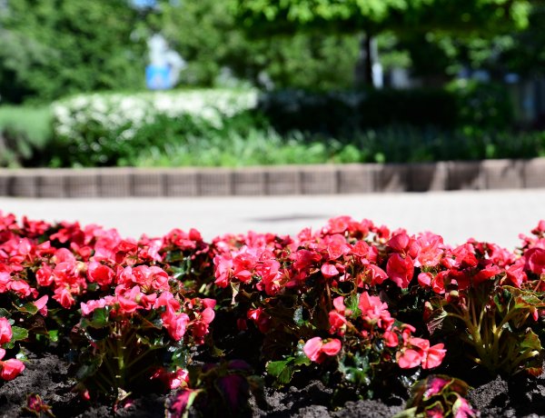 Virágok borítják be Nyíregyházát! Városszerte folytatódik az ültetés!