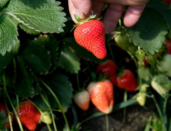 A szamócaszezonra is hatással volt az évszázad leghidegebb áprilisa