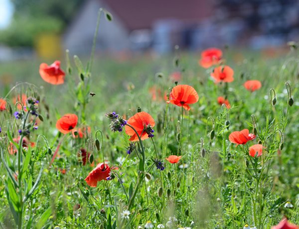 Meseszép, ahogy virágzik a pipacs Nyíregyházán! Kisebb-nagyobb szőnyeget alkotnak!