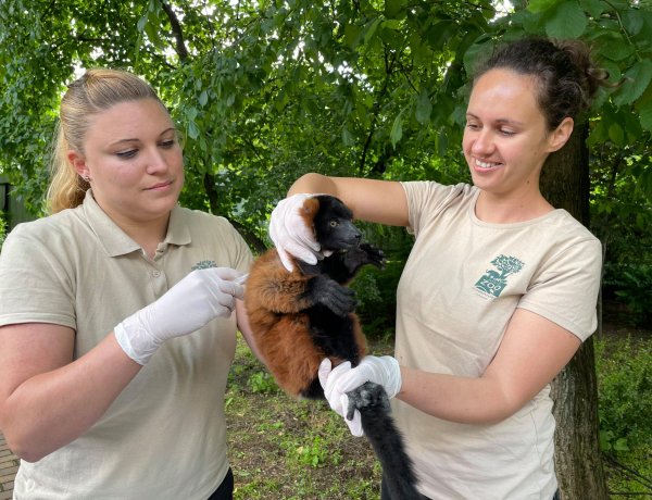 Ritka maki bébi, vörös vari született a Nyíregyházi Állatparkban