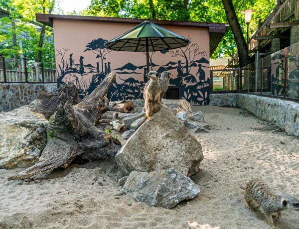 Elkészült a szurikáták új kifutója a Nyíregyházi Állatparkban