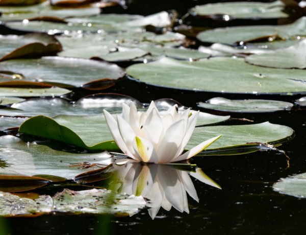 Kapcsolódjon ki a természetben! Újra nyitva az egyetemi botanikus kert