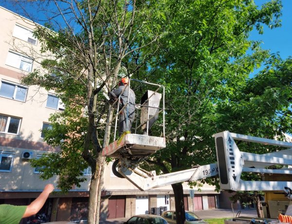 Faápolási munkálatokat végeztek a NYÍRVV munkatársai a Korányi szervizúton