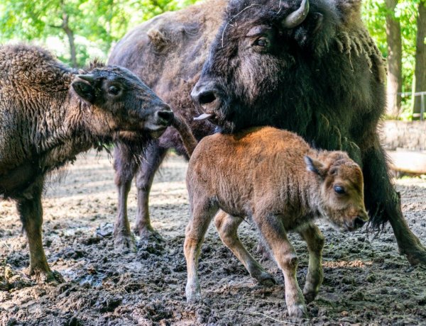 Európai és amerikai bölény borjú is született a Nyíregyházi Állatparkban