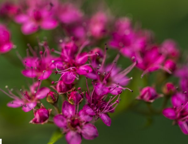 Fák, virágok és Huszár Játszótér – Mindez a varázslatos Tuzson János Botanikus Kertben