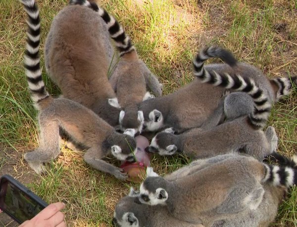 Kánikula a Nyíregyházi Állatparkban – Videó!                              