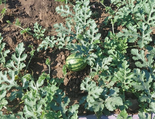 Késik a hazai dinnyeszezon! Még legalább egy hónapot várni kell rá Nagycserkeszen!