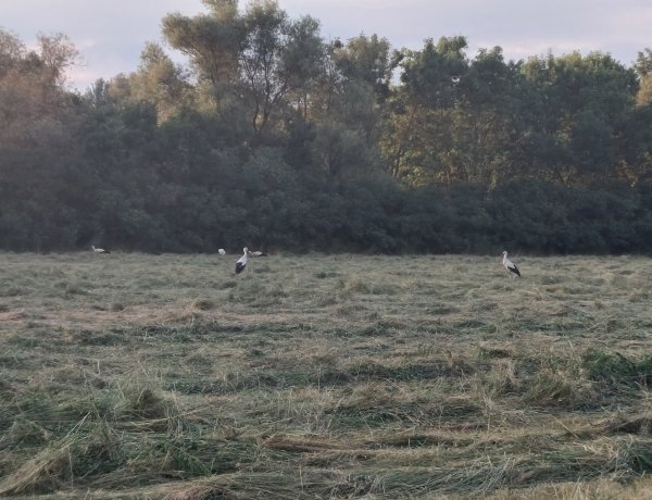Naplemente 15 fehér gólyával! Képeken a csodálatos természet!