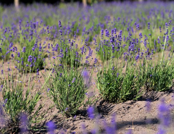 Nem kell Tihanyig menni, gyönyörű levendulamező vár Nyíregyháza határában is! 