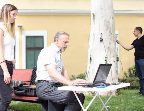 Főkertész: csak indokolt esetben vágunk ki fákat Nyíregyházán