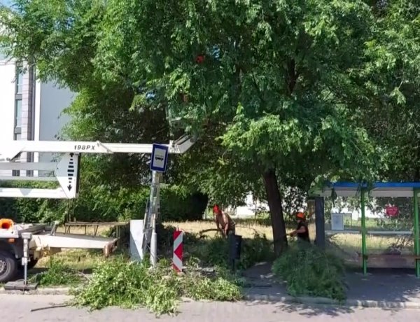 Faápolási munkálatokat végeznek a buszmegállóknál  a Volán kérésére