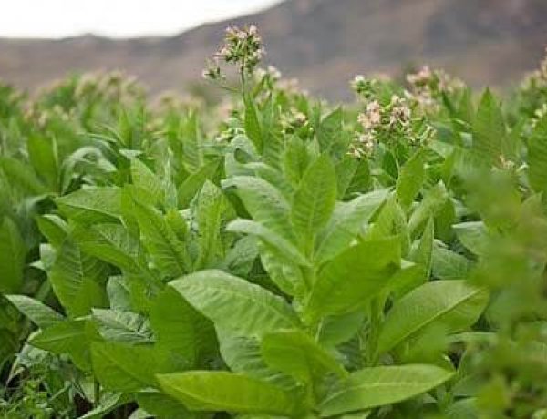 Megállapodás – Közösen ellenőrzi a dohánytermesztőket a NAV és a megyei kormányhivatal