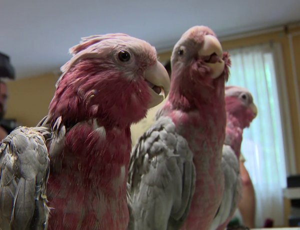 7 papagájféle a madárovi legújabb lakója a Nyíregyházi Állatparkban