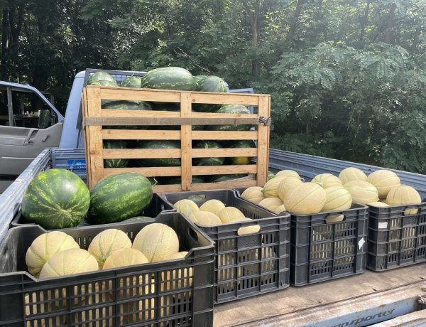 Beértek az első dinnyék a Nyíregyháza közeli Nagycserkeszen         