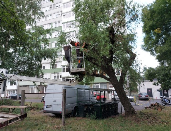 Parkoló jármű akadályozta a faápolási munkálatokat a Sóstói úton