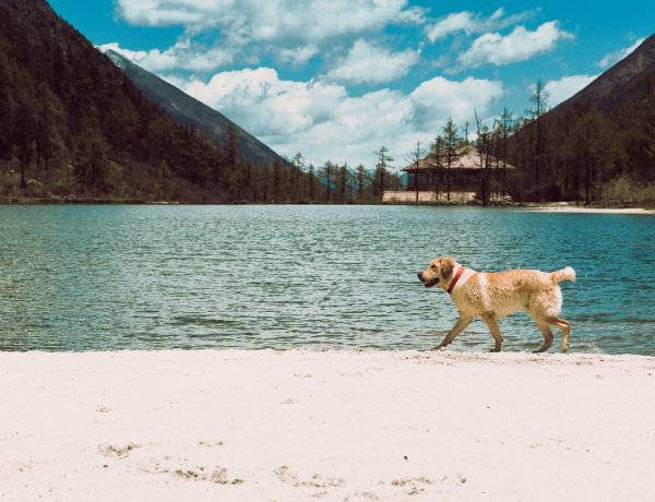 A kutyákat sem kíméli a meleg – Figyeljünk a hőguta jeleire!