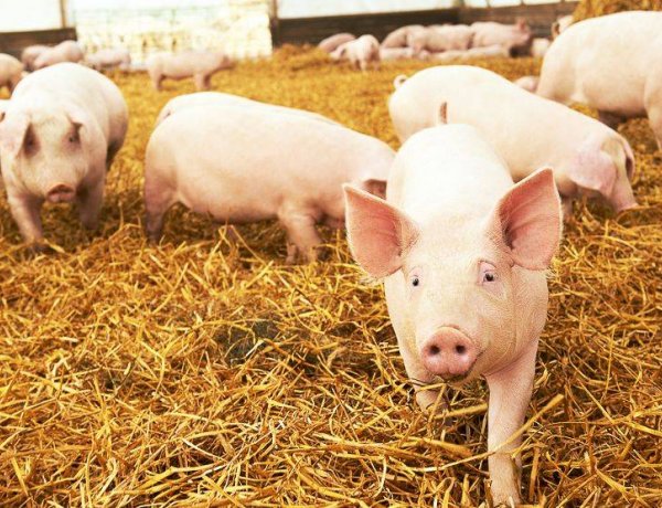 Afrikai sertéspestis kampány: még több országban hívja fel a figyelmet az EFSA