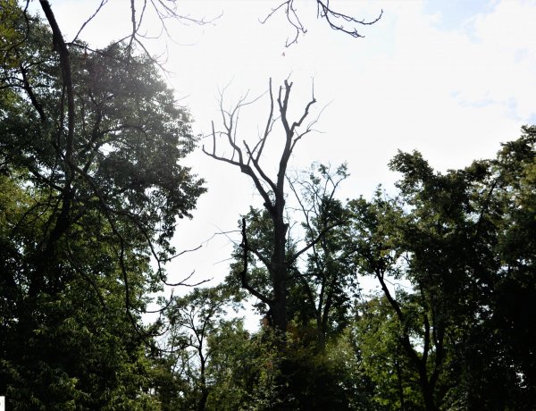 Fakivágás – 11 sérült, kiszáradt fát vágnak ki Sóstón a központi parkban