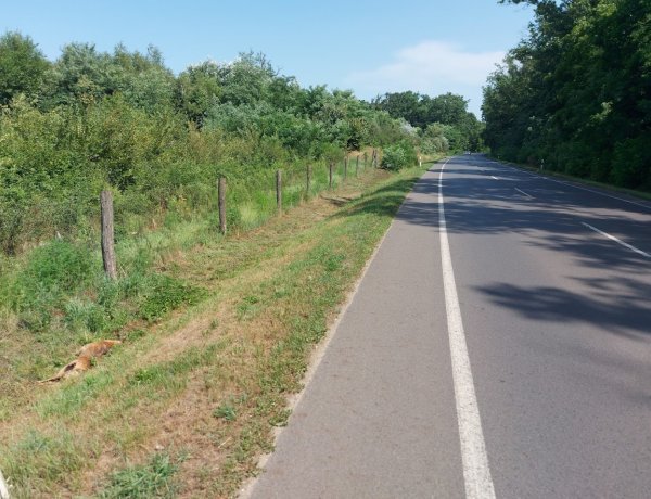 Vadgázolás történt a Sóstói úton                                                          