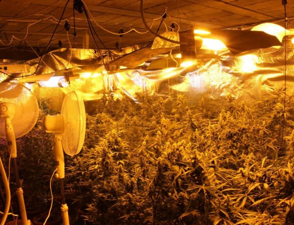 Lezárt ügy: vadkender ültetvényt számoltak fel a rendőrök        