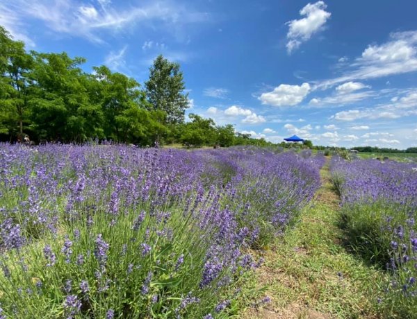 Csodahely lett A Kert! Megnyerte a legszebb hazai levendulamezők versenyét!